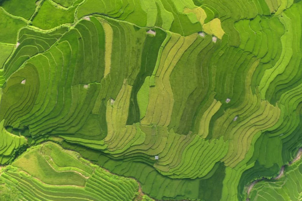 7D6N Magical Mu Cang Chai & Stunning Sapa Tour - photo 6